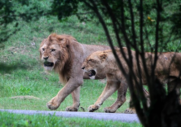 Leones